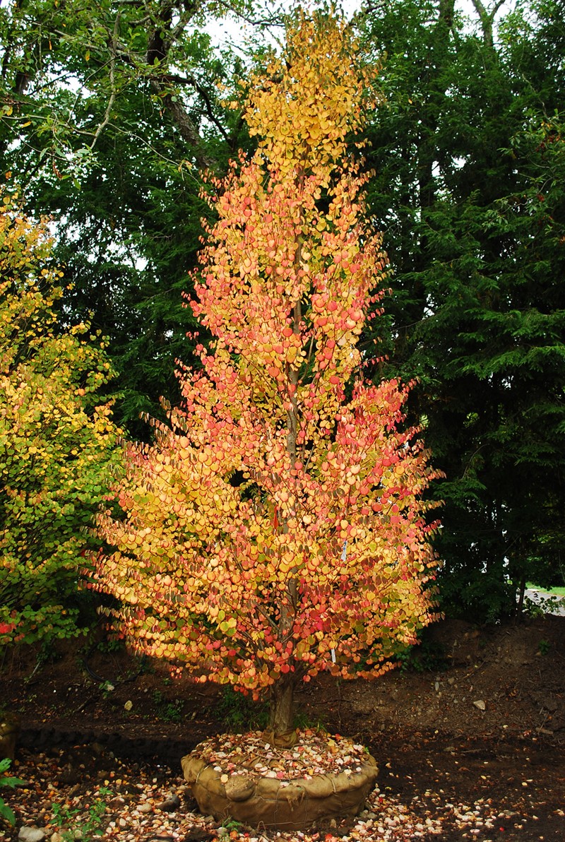 Katsura Tree Kastura Trees Fall Color